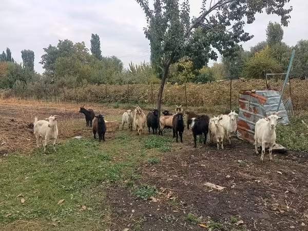 Коза, Alpine goat