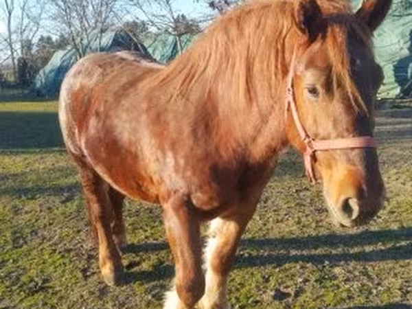 Stute, Hungarian horse breed