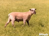 Ovan, Shroshire sheep — fotografija 3
