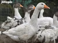 Geese — फ़ोटो 1