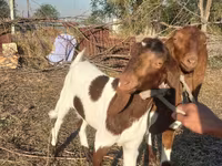 Cabra, Kamori goats — foto 3