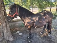 Mare, Horses — photo 8