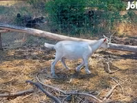公山羊, Goats — 照片 3