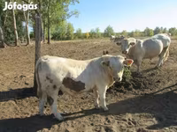 公牛, Charolais cattle — 照片 3