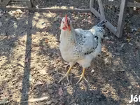 Chickens — Foto 4