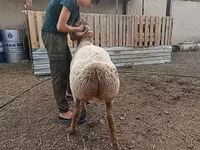Moutons (lot, sexe non indiqué), Arashan sheep — photo 7