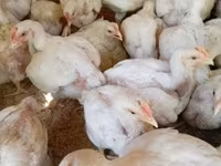 Chickens — 照片 2