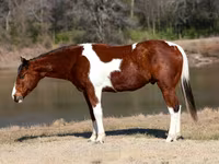 Hengst, National Show Horse — Foto 2
