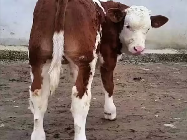 Buğa, Simmental cattle