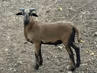 Bélier, Cameroon sheep — photo 2