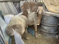 Widder, Arashan sheep — Foto 1