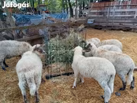 Ram, Sheep — photo 4
