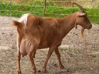 Ешкі, Alpine goat — 5-сурет