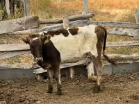 Vaca, Aberdeen-Angus — foto 2