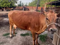 Krava, Alatau pasmina — fotografija 1
