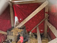 Chickens — fotografija 3