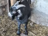 Cabro, Cabras — foto 3