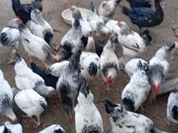 Chickens — photo 4