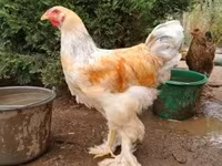 Brahma — zdjęcie 1