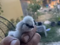 Seidenhuhn — Foto 6