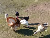 Turkeys — Foto 4