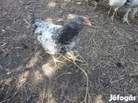 Chickens — الصورة 4