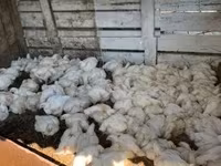 Chickens — fotografija 1