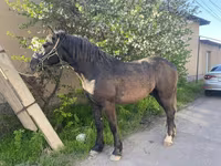Pastuv, Kustanai horse — fotografija 3