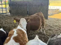 Sigir, Simmental cattle — 3-rasm
