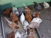 Chickens — الصورة 5