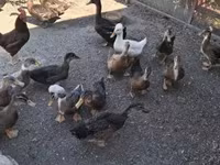 Ducks — الصورة 2