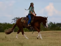 Koń, Quarter Horse — zdjęcie 7