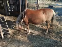 母马, Horses — 照片 3