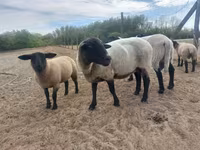 Қой, White Suffolk sheep — 2-сурет
