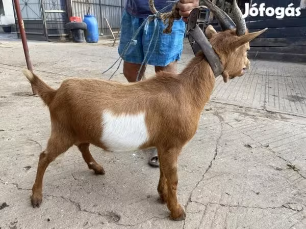 Ziegenbock, Ziegen