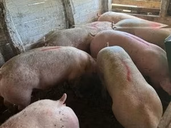 Knur, Świnie — Węgry