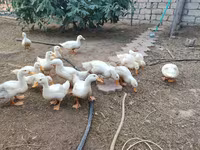 Američki pekin — fotografija 1