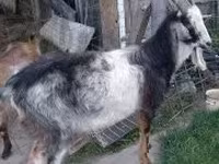 公山羊, Goats — 照片 1