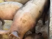 Sow, Pigs — photo 6