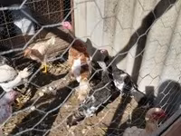 Turkeys — foto 2