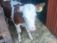 公牛, Simmental cattle — 照片 7