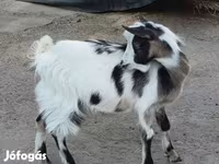बकरा, बकरियाँ — फ़ोटो 1