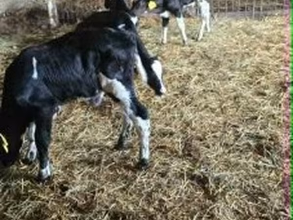 公牛, Russian Black pied cattle