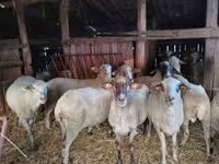 Вівця, Ile-de-France sheep — фото 6