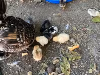 Chickens — फ़ोटो 1