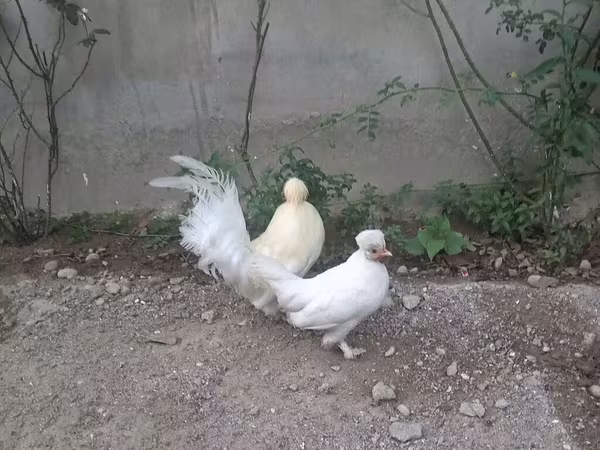 Японська бентамка