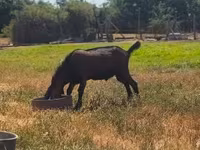 Bode, Nubian Goat — foto 1