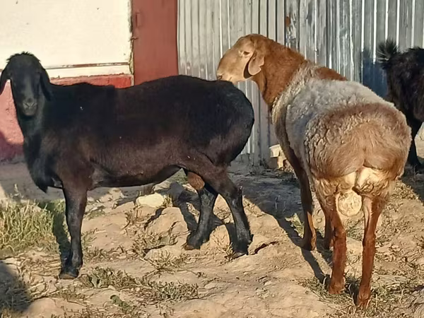 Ovan, Tian-Shan semifinewool sheep