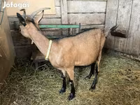 تيس, Alpine goat — الصورة 4