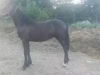 雄馬, Friesian — 写真 1